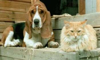 Puzzle 48 - Chien & Chat