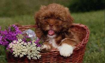 Puzzle 6 - Le petit chiot