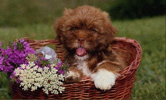 Puzzle Le petit chiot