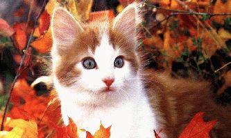 Puzzle Petit chat