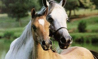 Puzzle Les chevaux
