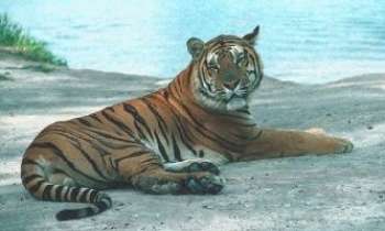 Puzzle 44 - Tigre 1