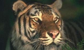 Puzzle 59 - Tigre 2