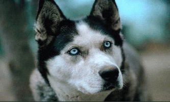 Puzzle Chien