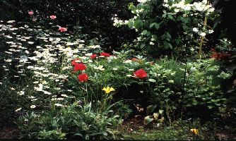 Puzzle Fleurs 2