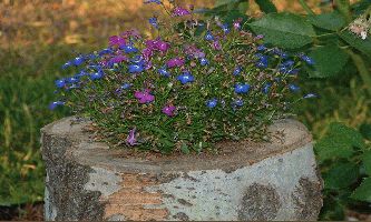 Puzzle Fleurs 3