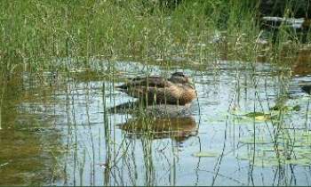 Puzzle 166 - Canard
