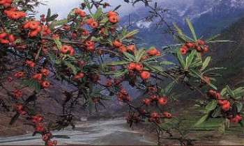 Puzzle 181 - Cerises