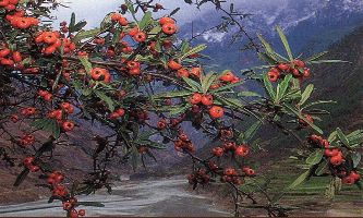 Puzzle Cerises