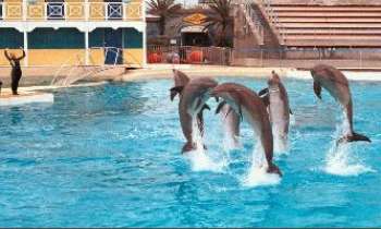 Puzzle 194 - Spectacle Dauphins
