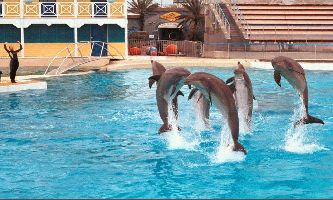 Puzzle Spectacle Dauphins
