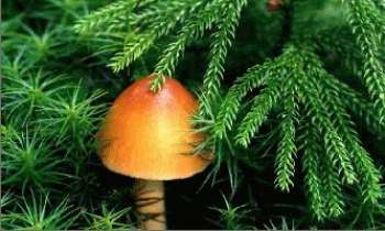 Puzzle 219 - Champignon