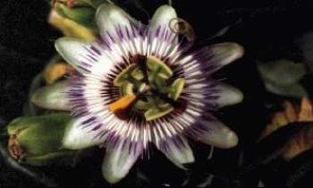 Puzzle 223 - Passiflore