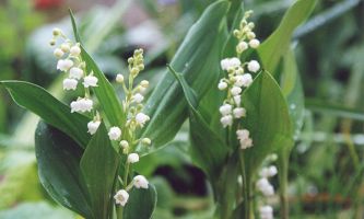 Puzzle Brins de Muguet