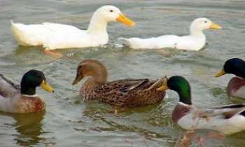 Puzzle 306 - Canards