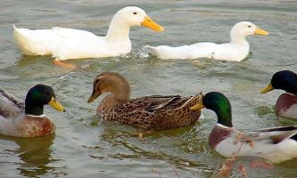 Puzzle Canards