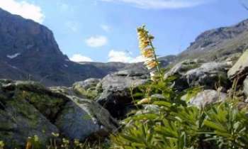Puzzle 365 - Gentiane
