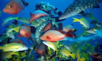 Puzzle Aquarium Géant