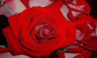 Puzzle Rose Rouge