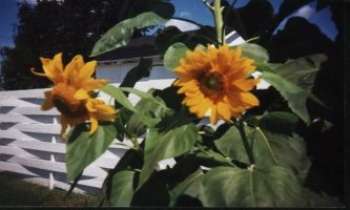Puzzle 398 - Tournesols