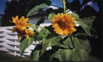 Puzzle Tournesols