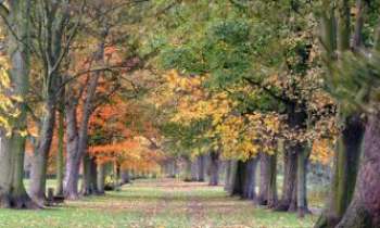 Puzzle 564 - Parc en automne
