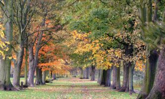 Puzzle Parc en automne