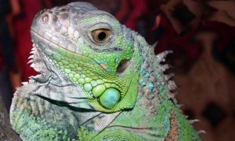 Puzzle Iguane