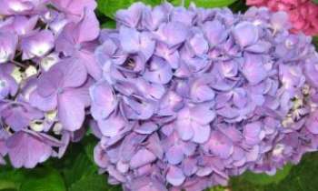 Puzzle 457 - Hortensias bleus