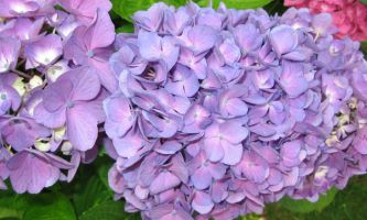 Puzzle Hortensias bleus