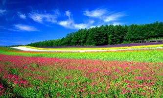 Puzzle Champ de Fleurs