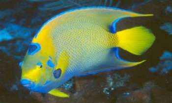 Puzzle 521 - Poisson d'Or