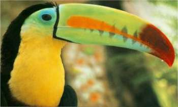 Puzzle 525 - Toucan