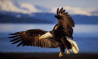 Puzzle Aigle