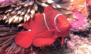 Puzzle 544 - Poisson Clown