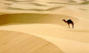 Puzzle 545 - Dunes