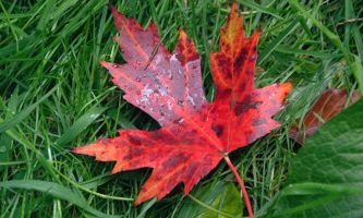 Puzzle Feuille d'érable
