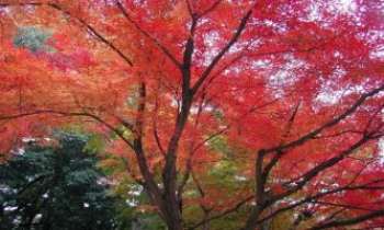 Puzzle 567 - Erable - Japon