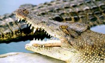Puzzle 673 - Crocodiles