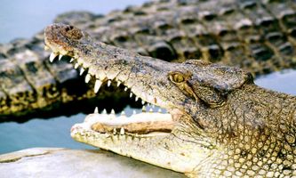 Puzzle Crocodiles