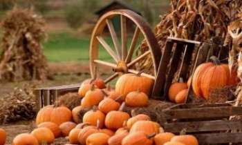 Puzzle 572 - Citrouilles engrangées
