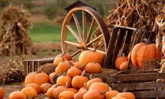 Puzzle Citrouilles engrangées