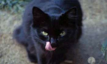 Puzzle 578 - Chat Noir