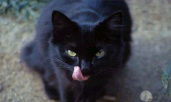 Puzzle Chat Noir