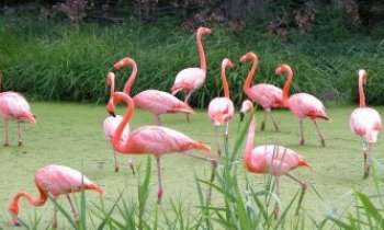 Puzzle 582 - Flamands Roses