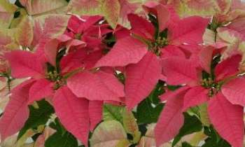 Puzzle 618 - Poinsettias