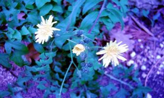 Puzzle Fleurs Blanches