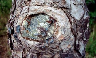 Puzzle Joyau naturel