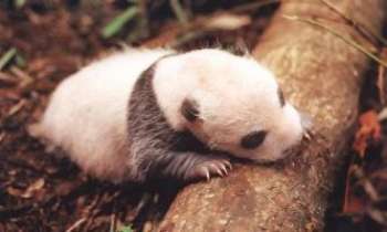 Puzzle 643 - Jeune Panda