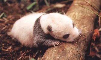 Puzzle Jeune Panda